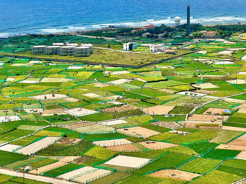 Quảng Ngãi: Tìm đầu ra cho tỏi Lý Sơn