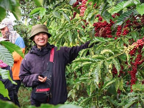 Giá cà phê hôm nay 20/3/2026: Tăng nhẹ 500 đồng/kg