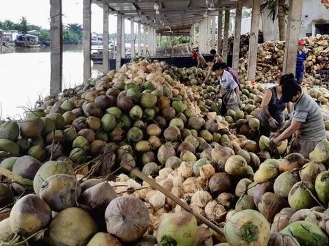 Vĩnh Long: Gia tăng liên kết, nâng giá trị ngành dừa