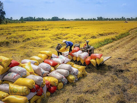 Bộ Công Thương ban hành Chỉ thị 08 thúc đẩy xuất khẩu gạo