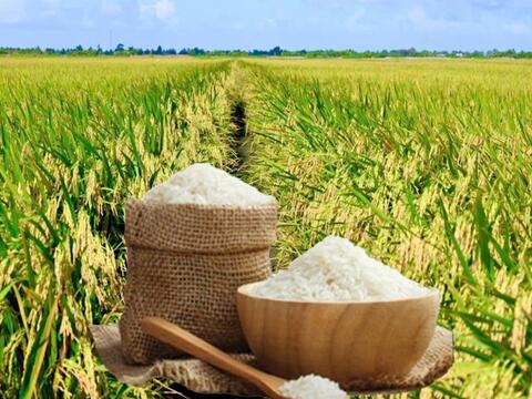 Giá lúa gạo hôm nay ngày 20/3: Giao dịch trầm lắng