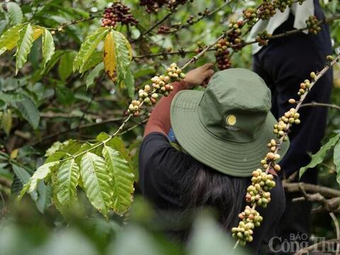 Giá cà phê hôm nay 23/3/2026: Tăng nhẹ 500 - 700 đồng/kg