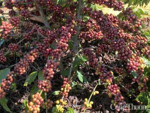 Giá cà phê thế giới tăng mạnh do nguồn cung suy yếu và đầu cơ quay lại