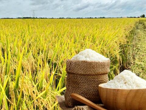 Giá lúa gạo hôm nay ngày 23/3: Gạo xuất khẩu OM 5451 đảo chiều tăng