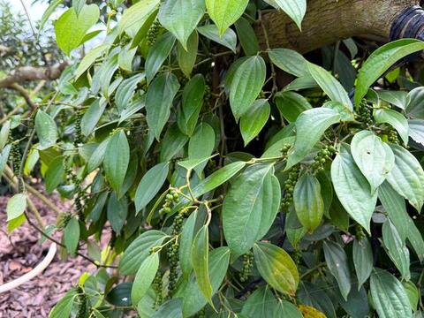 Giá tiêu hôm nay 23/3/2026: Cao nhất 136.000 đồng/kg