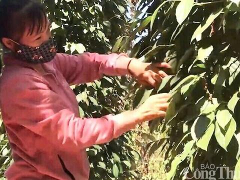 Giá tiêu hôm nay 24/3/2026: Giữ đà ổn định, cao nhất 136.000 đồng/kg