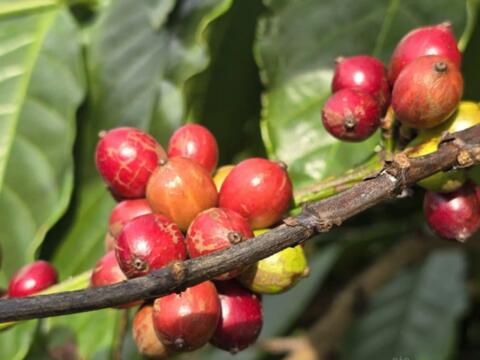 Giá cà phê Arabica vượt 7.000 USD/tấn, áp lực nguồn cung chưa hạ nhiệt