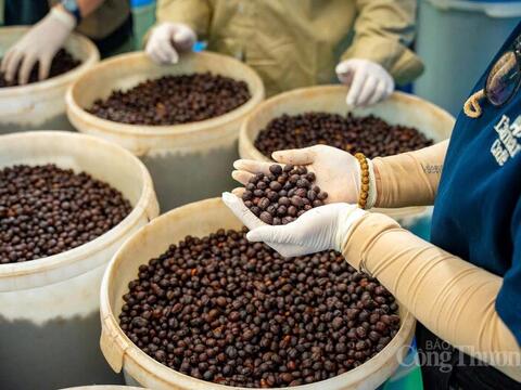 Gia Lai tìm đường thoát 'bẫy xuất thô', hướng tới thủ phủ Robusta xanh