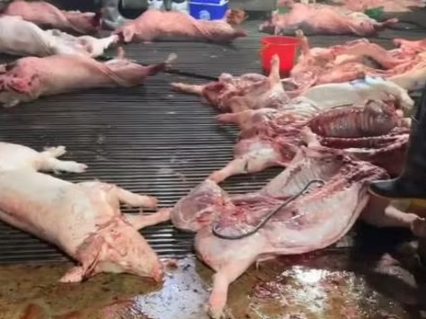 Thịt lợn bệnh 'lọt' vào trường học: 'Lỗ hổng' quản lý an toàn thực phẩm