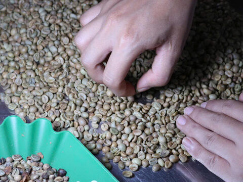 Giá cà phê hôm nay 2/4/2026: Trên đà hồi phục, tăng 1.700 đồng/kg