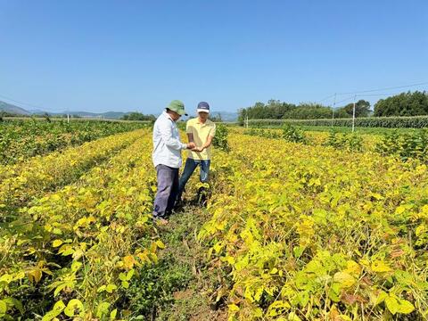 Quảng Ngãi: Trồng đậu nành theo chuỗi liên kết, nông dân khấm khá