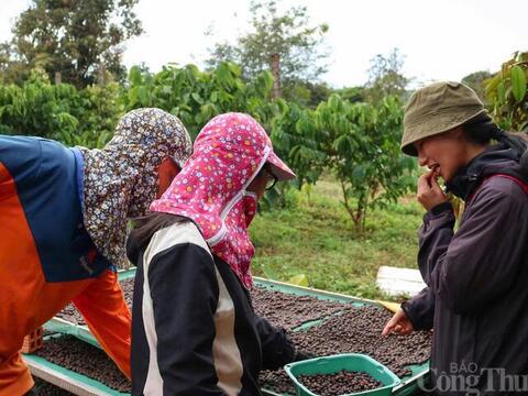 Giá cà phê hôm nay 3/4/2026: Tăng 800 - 1.000 đồng/kg