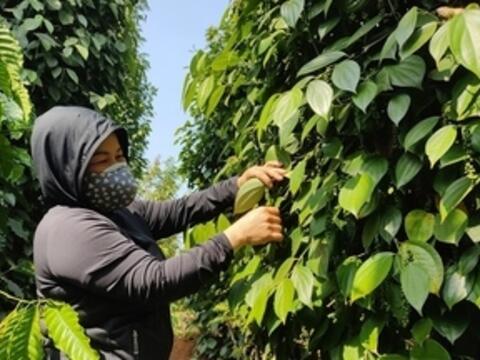 Giá tiêu hôm nay 3/4/2026: Tăng từ 500 - 1.000 đồng/kg