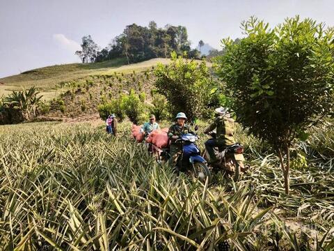 Mùa dứa ngọt trên đất Pú Nhung và hành trình thoát nghèo