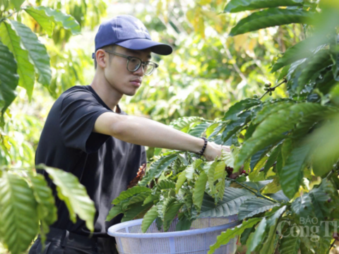 Giá cà phê hôm nay 6/4/2026: Dao động từ 88.700 - 89.200 đồng/kg