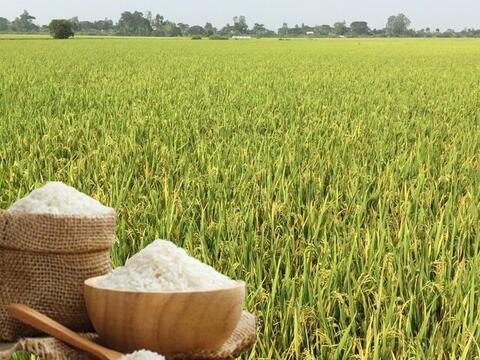 Giá lúa gạo hôm nay ngày 6/4: Gạo thường tăng 1.000 đồng/kg