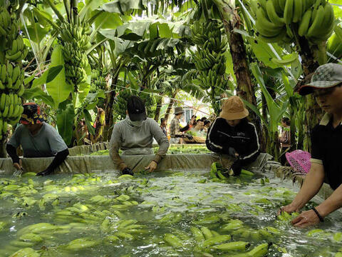 Đồng Nai đứng đầu về xuất khẩu chuối, sản lượng đạt trên 700.000 tấn/năm