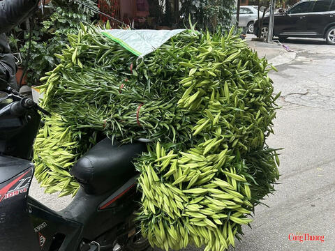 Thị trường hoa loa kèn Hà Nội bắt đầu sôi động
