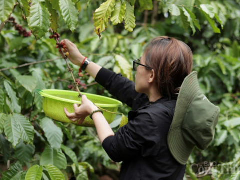Giá cà phê hôm nay 8/4/2026: Trong nước 'lặng sóng'
