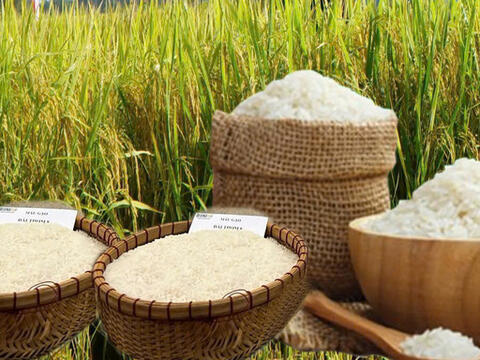 Giá lúa gạo hôm nay ngày 8/4: Lúa tươi tăng giá