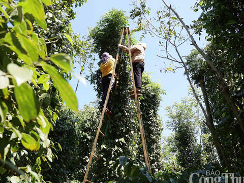 Giá tiêu hôm nay 8/4/2026: Tăng nhẹ 500 đồng/kg