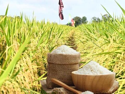 Giá lúa gạo hôm nay ngày 14/4: Gạo xuất khẩu tiếp đà tăng mạnh