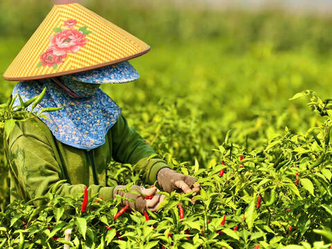 Quảng Ngãi: Cần lời giải căn cơ để thoát cảnh ‘được mùa mất giá’