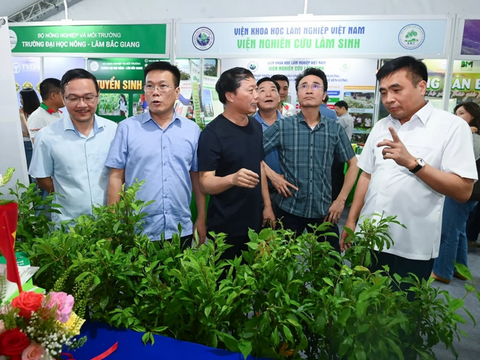 Thị trường dược liệu mở rộng, sâm Lai Châu đứng trước cơ hội bứt phá