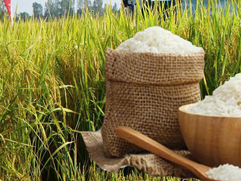 Giá lúa gạo hôm nay ngày 24/4/2026: Lúa tươi đồng loạt giảm nhẹ