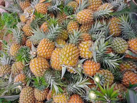 Giá nông sản hôm nay, ngày 28/4: Nhiều mặt hàng được giá