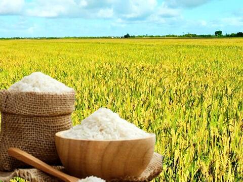 Giá lúa gạo hôm nay ngày 28/4: Thị trường 'lặng sóng'