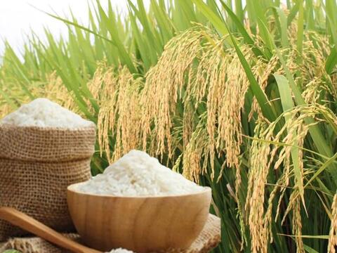Giá lúa gạo hôm nay ngày 11/5: Gạo xuất khẩu nguyên liệu đảo chiều giảm