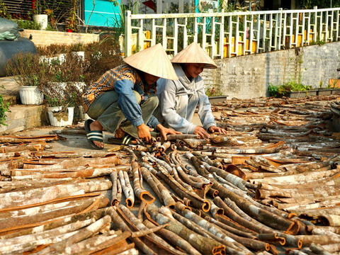 Đà Nẵng: Tăng chế biến sâu để tăng sức cạnh tranh cho quế Trà My