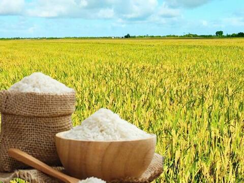 Giá lúa gạo hôm nay ngày 18/5/2026: Gạo xuất khẩu nguyên liệu tăng