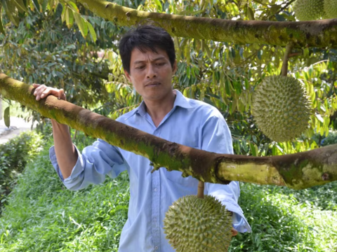 Đồng Tháp lần đầu tổ chức Lễ hội trái cây