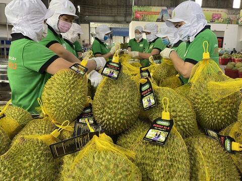Xuất khẩu sầu riêng: Từ ‘cơn sốt’ tỷ đô đến hành trình bền vững