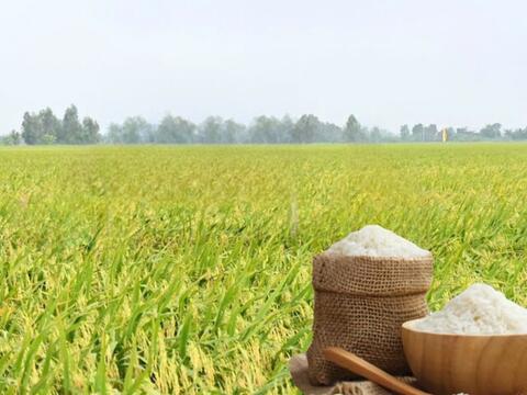 Giá lúa gạo hôm nay ngày 22/5/2026: Gạo xuất khẩu  tăng