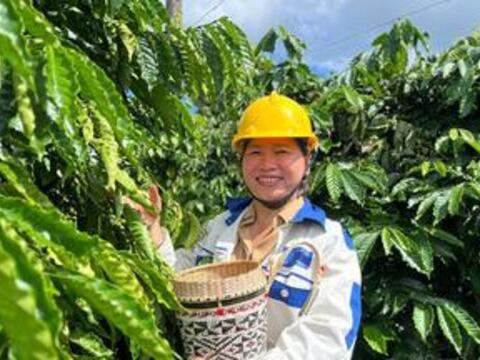 Giá cà phê hôm nay 28/5/2026: Ổn định trên mốc 88.000 đồng/kg
