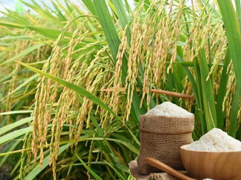Giá lúa gạo hôm nay ngày 28/5/2026: Gạo thơm dẻo xuất khẩu neo cao