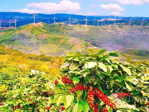 Cà phê Khe Sanh: Bản hành khúc trăm năm