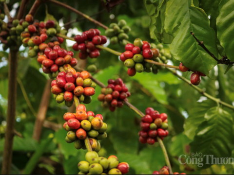 Giá cà phê hôm nay 29/5/2026: Bật tăng, tiến gần mốc 90.000 đồng/kg