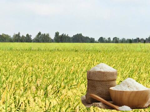 Giá lúa gạo hôm nay ngày 3/6/2026: Gạo xuất khẩu biến động