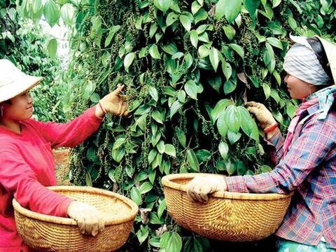 Giá tiêu hôm nay 4/6/2026: Thị trường trầm lắng