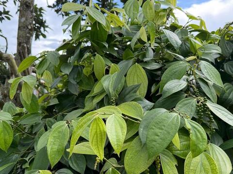 Giá tiêu hôm nay 8/6/2026: Cao nhất 140.000 đồng/kg