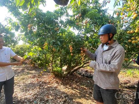 Hải Phòng: Sản lượng vải thiều chính vụ giảm mạnh, giá tăng gấp 4 lần