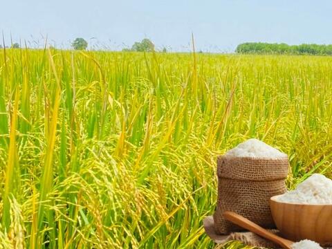Giá lúa gạo hôm nay ngày 12/6/2026: Tấm thơm giảm nhẹ
