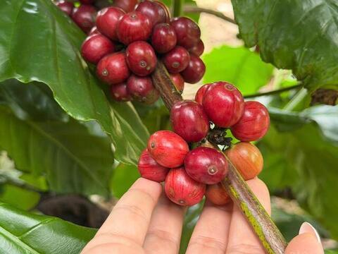 Giá cà phê hôm nay 16/6/2026: Giảm nhẹ 200 đồng/kg
