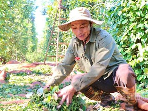 Giá tiêu hôm nay 17/6/2026: Giảm nhẹ 500 đồng/kg tại vài nơi