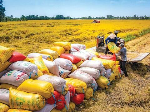 Thị trường gạo toàn cầu thay đổi, gạo Việt đang ở đâu?