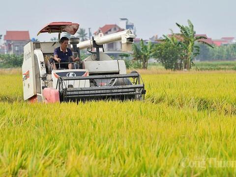 Xuất khẩu gạo nửa đầu năm 2026: Giữ nhịp tăng trưởng